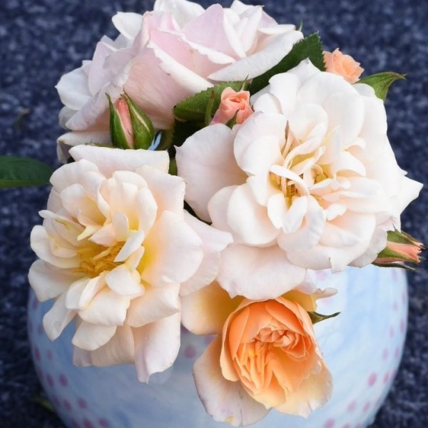 LESLIE ANN (miniature) | Garden Roses | Pococks Roses | The